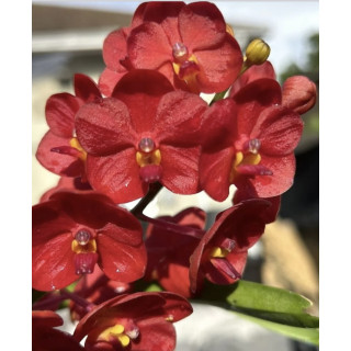 168 - Vanda Jane Edgley - Vandario Mokara