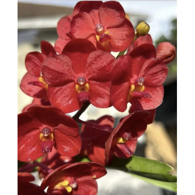 168 - Vanda Jane Edgley - Vandario Mokara