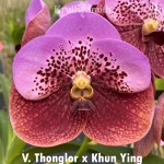 340- Vanda Thonglor x V. Khun Ying - Vandario Mokara 340- Vanda Thonglor x V. Khun Ying - Vandario Mokara