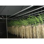 900 - Adubo Manutenção Geral para Orquídeas (enriquecido) 250ml - 20-20-20