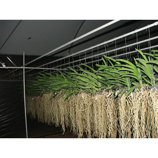 902 - Adubo manutenção geral para Orquídeas (20-20-20) 1000ml