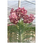 920 - Adubo crescimento para Orquídeas - (enriquecido) 28-14-14 - 250ml