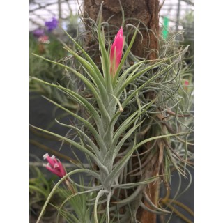 10 - Tillandsia Jonesii