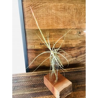 20- Tillandsia Schildeana - Vandario Mokara