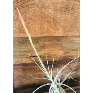 20- Tillandsia Schildeana - Vandario Mokara