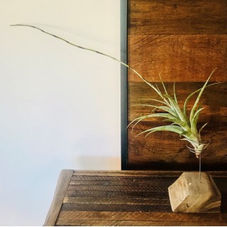 19- Tillandsia Flexuosa - Vandario Mokara