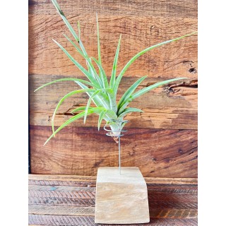 19- Tillandsia Flexuosa - Vandario Mokara