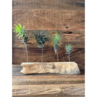 22 - Coleção de Tillandsias Neglecta, Tenuifolia Amethista, Tenuifolia Alba e Ionantha Fuego