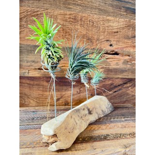22 - Coleção de Tillandsias Neglecta, Tenuifolia Amethista, Tenuifolia Alba e Ionantha Fuego