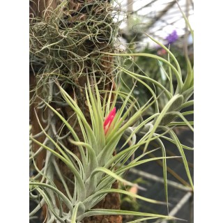 10 - Tillandsia Jonesii