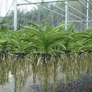 920 - Adubo crescimento para Orquídeas - (enriquecido) 28-14-14 - 250ml