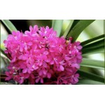 2222 - Ascocentrum Ampullaceum PINK