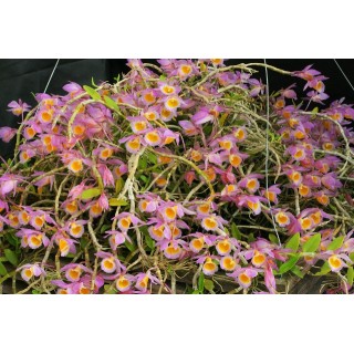 386 - Dendrobium loddigesii - muito perfumadas - Adulta