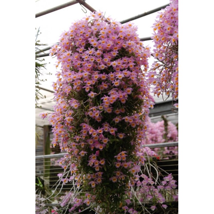 386 - Dendrobium loddigesii - muito perfumadas - Adulta