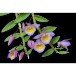 386 - Dendrobium loddigesii - muito perfumadas - Adulta