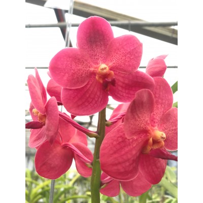 342- Vanda Lena Kamolphan x V. Wilas