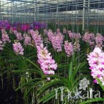 910 - Floração e enraizamento  para Orquídeas 10-52-10 - 250ml - (enriquecido)