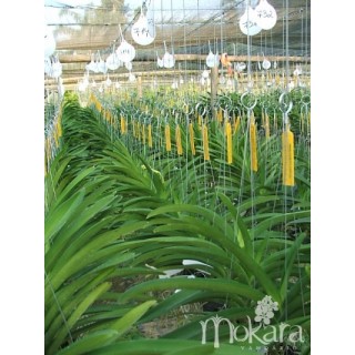 660 - Com 6 brindes -  10 PLANTAS A SUA ESCOLHA!!! APROVEITE!!!