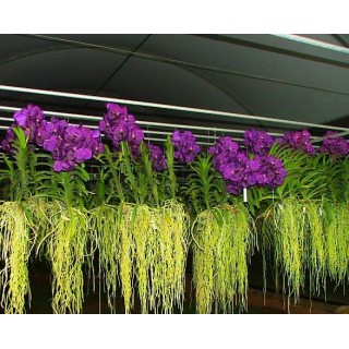 900 - Adubo Manutenção Geral para Orquídeas (enriquecido) 250ml - 20-20-20