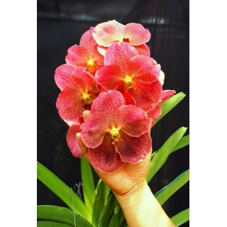 01 -  Super Adubo Japonês - FÓRMULA MELHORADA 