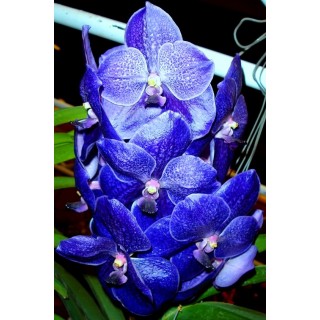 01 -  Super Adubo Japonês - FÓRMULA MELHORADA 