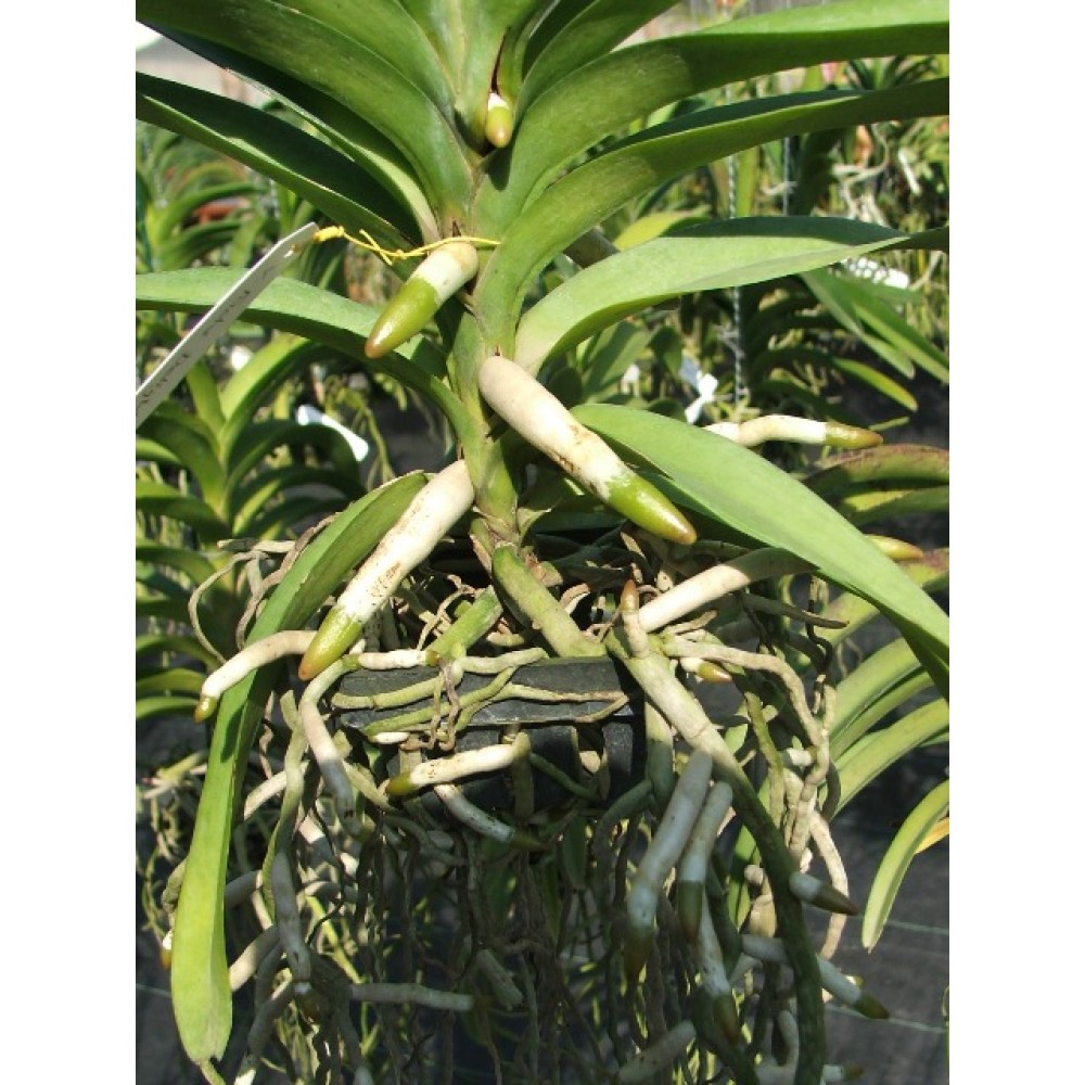 912 - Adubo floração e enraizamento para Orquídeas (10-52-10) 1000ml -  Mokara Vandário