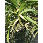 920 - Adubo crescimento para Orquídeas - (enriquecido) 28-14-14 - 250ml