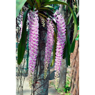 45 - Rhynchostylis retusa 