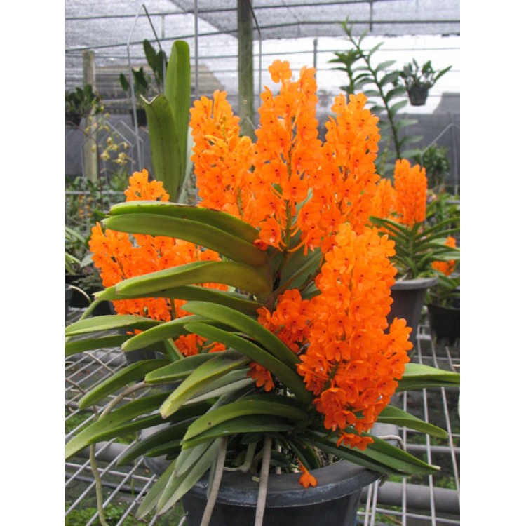 516 - Ascocentrum miniatum 