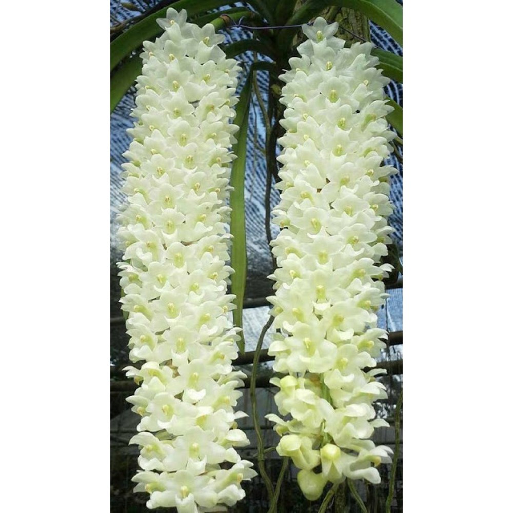 910 - Floração e enraizamento para Orquídeas 10-52-10 - 250ml -  (enriquecido) - Mokara Vandário