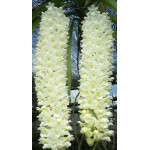910 - Floração e enraizamento  para Orquídeas 10-52-10 - 250ml - (enriquecido)