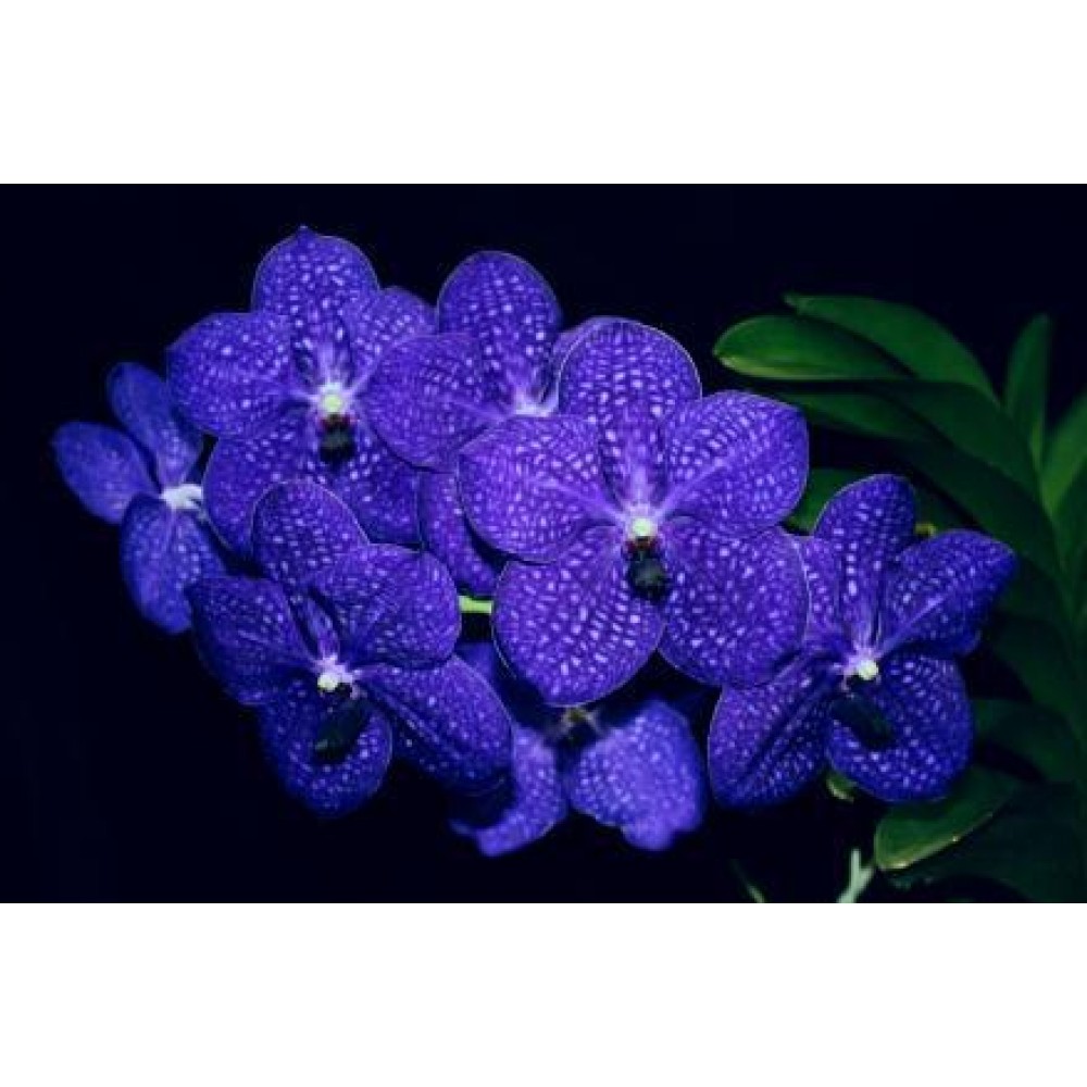 121 - A verdadeira orquídea azul - Vanda Pachara Delight - Mokara Vandário