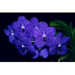 121 - A verdadeira orquídea azul -  Vanda Pachara Delight 