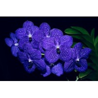 121 - A verdadeira orquídea azul -  Vanda Pachara Delight 