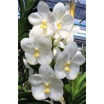 504 - Vanda Nopporn White Diamond 717- Vandario Mokara