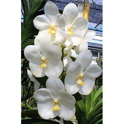 504 - Vanda Nopporn White Diamond 717- Vandario Mokara