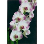 238 - Aeridovanda Luang Prabang - Vandario Mokara