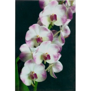 238 - Aeridovanda Luang Prabang - Vandario Mokara