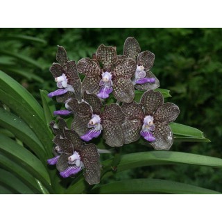 523 - Papilionanda  Mimi Palmer - Vandario Mokara