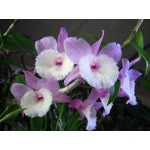 519 - Dendrobium aphyllum ROC - Premiado com CCM AOS Cortes
