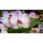 238 - Aeridovanda Luang Prabang - Vandario Mokara