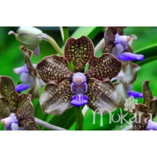 523 - Papilionanda  Mimi Palmer - Vandario Mokara