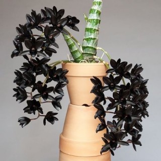 04 - Fredclarkeara After Dark 'SVO Black Pearl' FCC - AOS