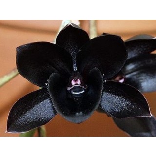 04 - Fredclarkeara After Dark 'SVO Black Pearl' FCC - AOS