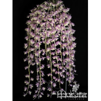 519 - Dendrobium aphyllum ROC - Premiado com CCM AOS Cortes
