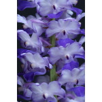 317 - Rhynchostylis coelestis Blue 