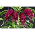 921 - Adubo crescimento para Orquídeas (28-14-14) 500ml