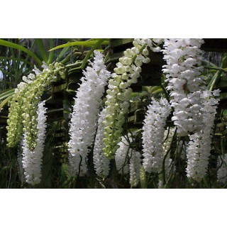 994 - Kit 3 adubos + Ad. Japonês