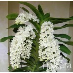 922 - Adubo crescimento para Orquídeas (28-14-14) 1000ml