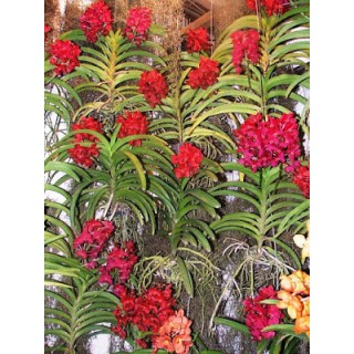 993 - Kit com 3 Adubos - Nutrição Para todas as idades